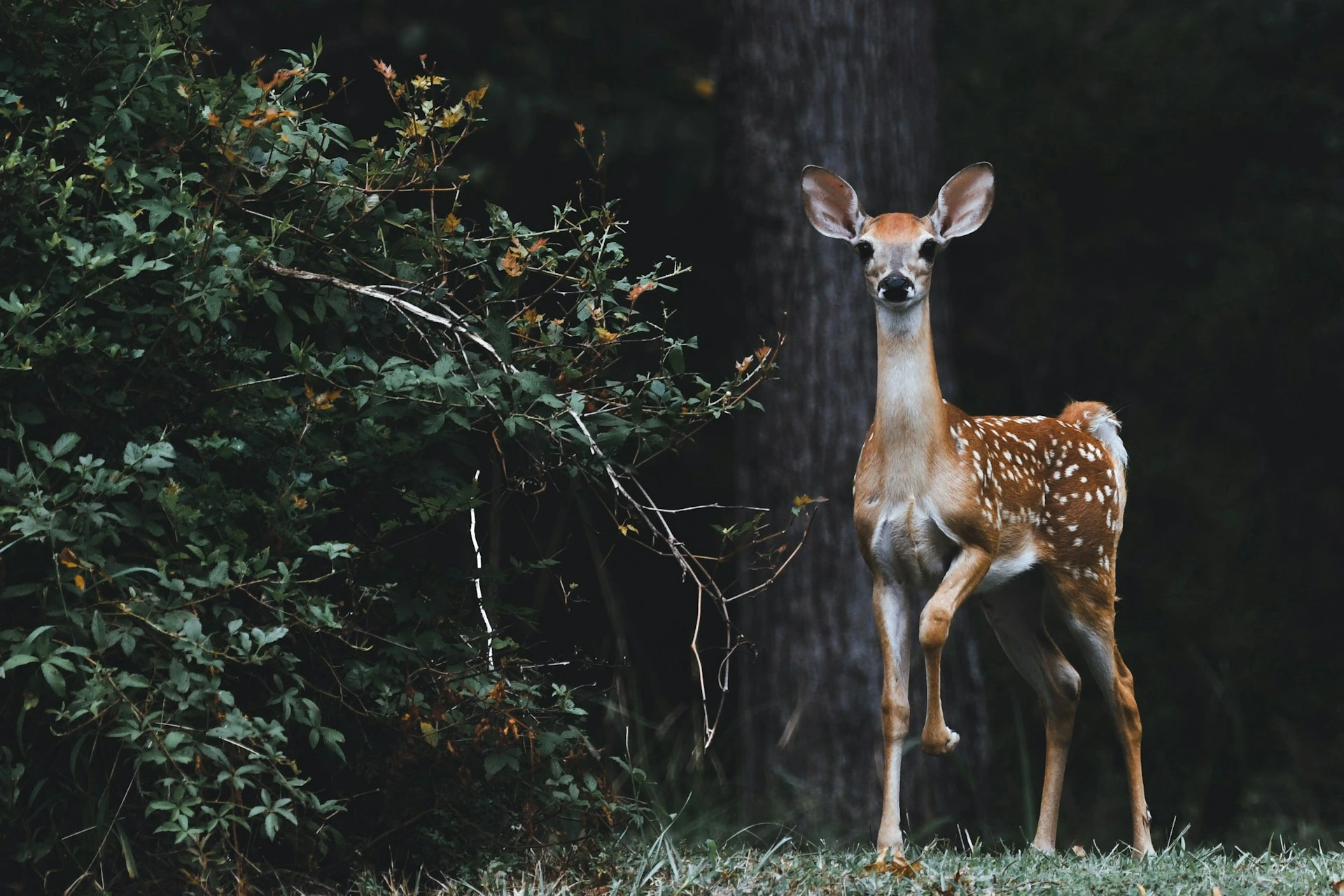 تطلق جوجل SpeciesNet، وهي AI مفتوحة المصدر لتحديد أنواع الحياة البرية